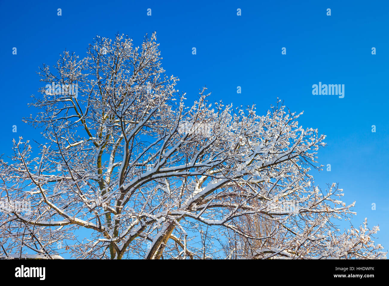 Inverno lace tree sul cielo blu. Foto Stock