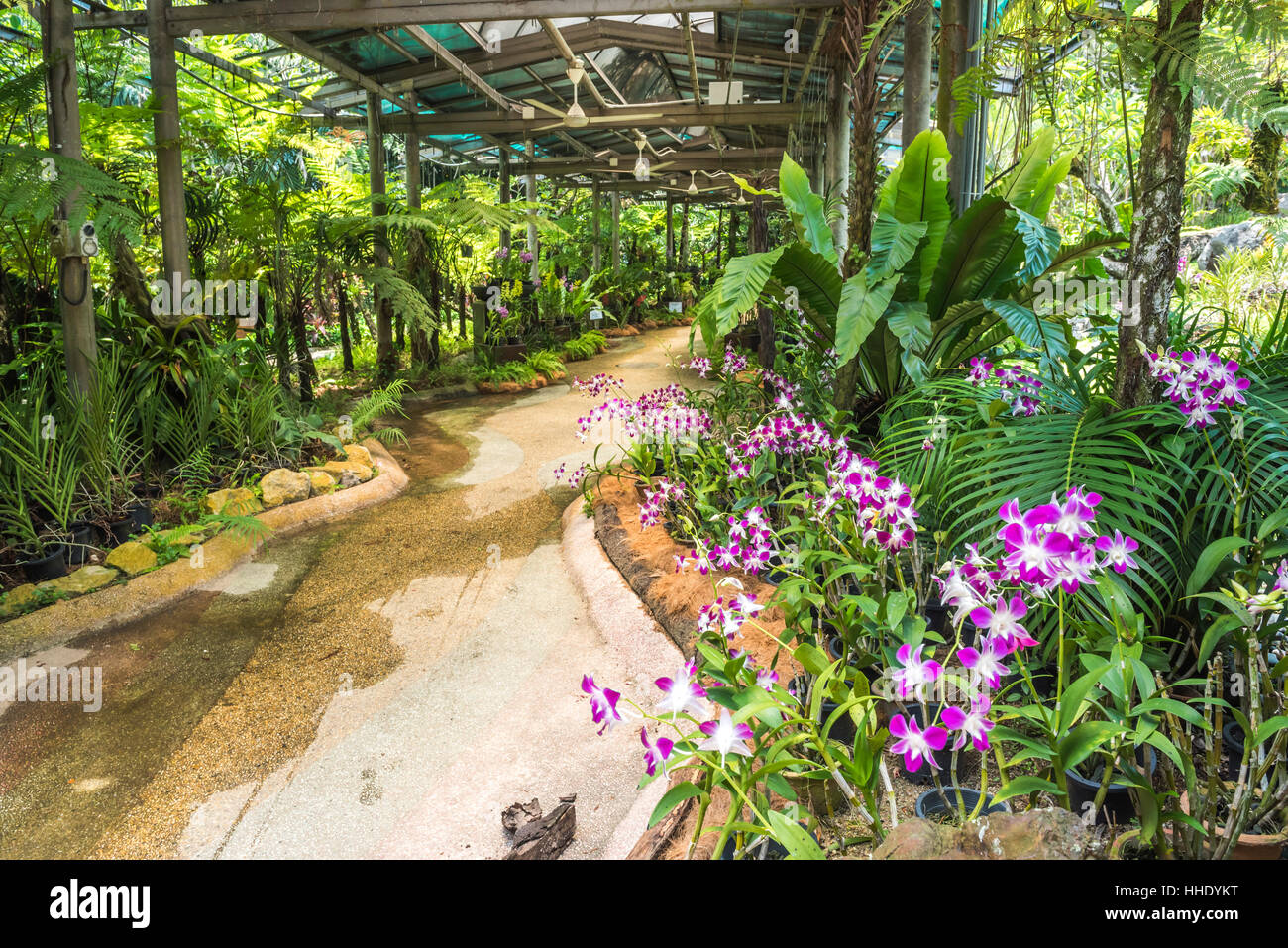 Giardino di orchidee, Perdana Giardino Botanico, Tun Abdul Razak Heritage Park, Kuala Lumpur, Malesia Foto Stock