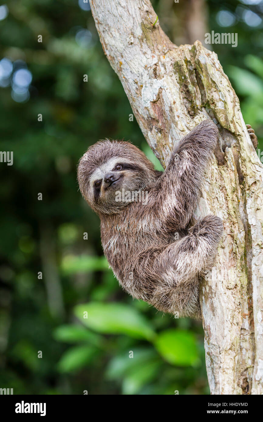 Un captive pet marrone-throated sloth (Bradypus variegatus), San Francisco Village, Loreto, Perù Foto Stock