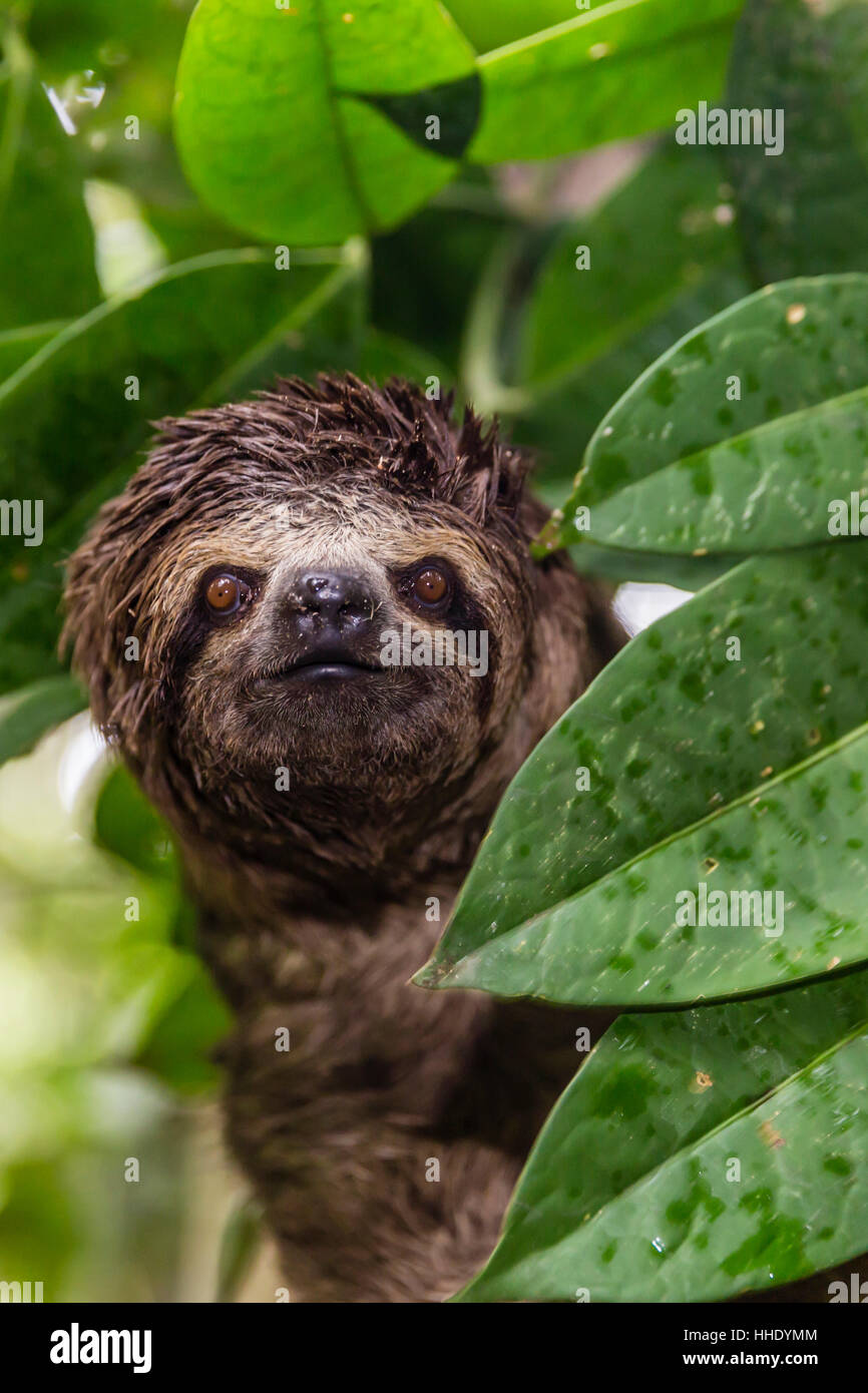 Un selvaggio marrone-throated sloth (Bradypus variegatus), atterraggio casual, Superiore Amazzonia, Loreto, Perù Foto Stock