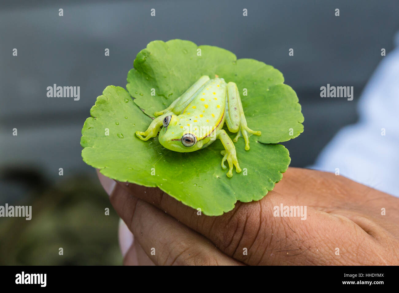 Un catturato polkadot comune treefrog (Hyla punctata), El Dorado Cano, Loreto, Perù Foto Stock