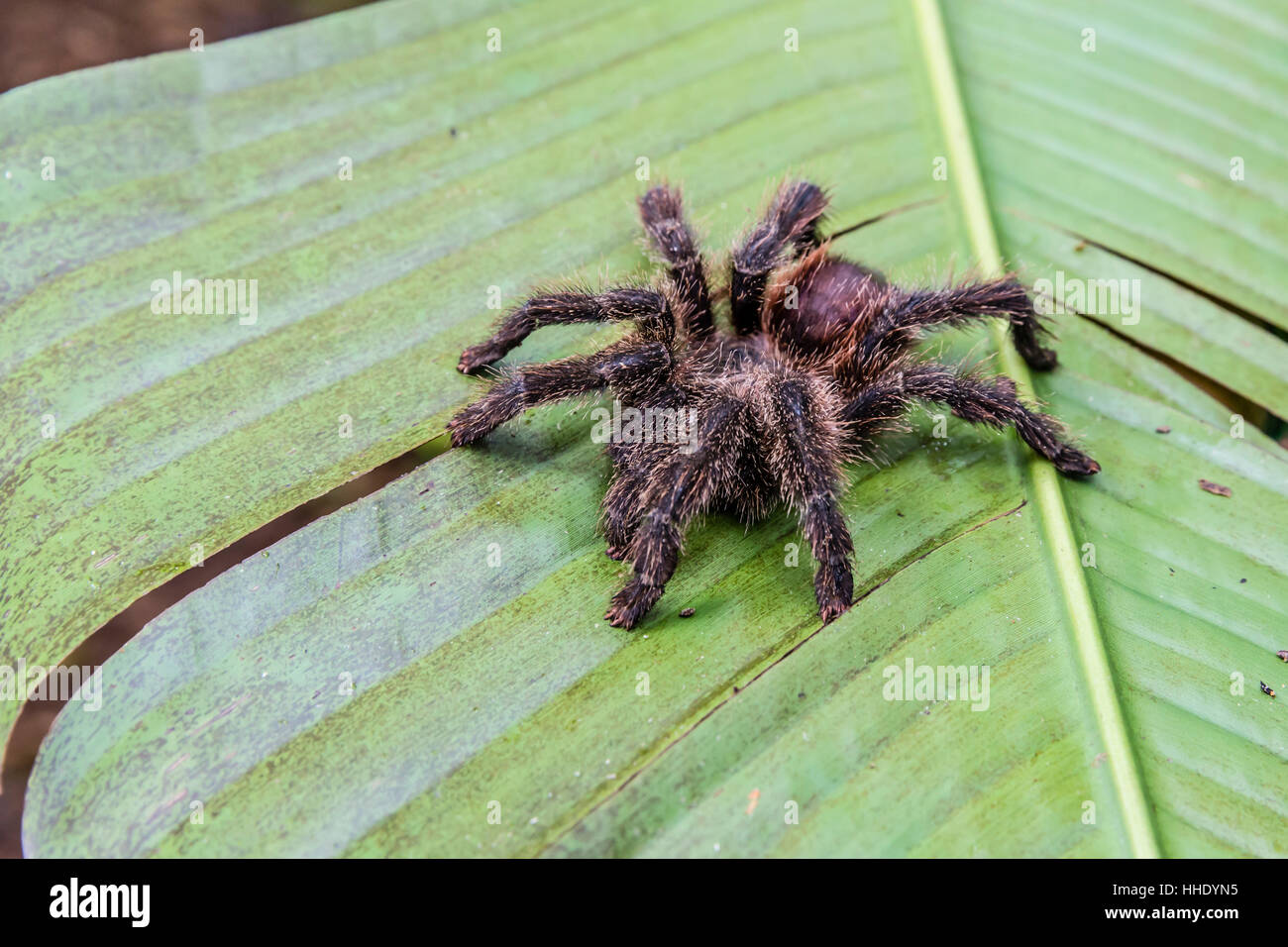 Un catturato tarantola peruviana (Theraphosidae spp), atterraggio casual, Superiore Amazzonia, Loreto, Perù Foto Stock