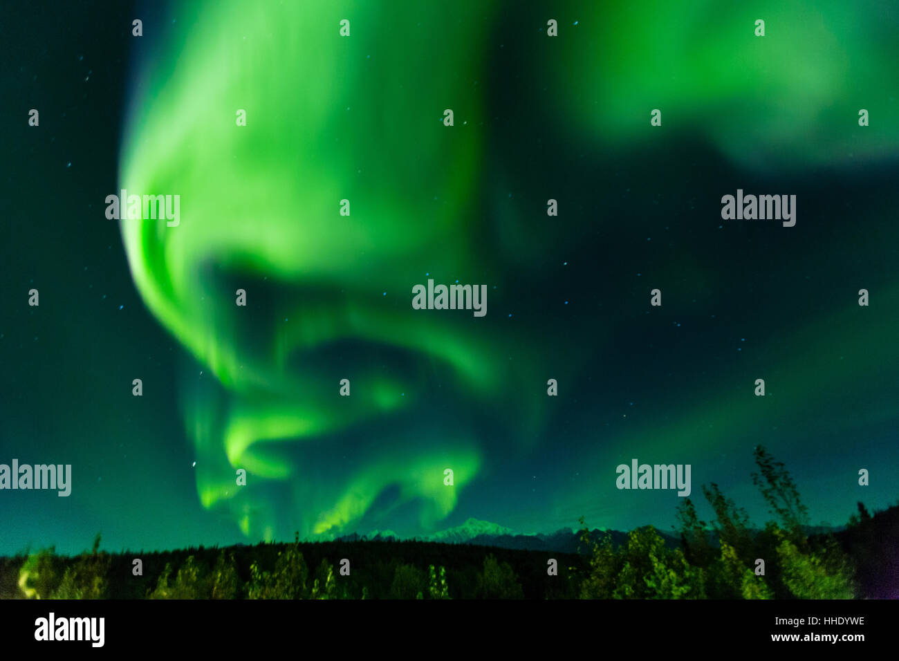 Aura Borealis (Northern lights) nel deserto di Denali National Park, Alaska, STATI UNITI D'AMERICA Foto Stock