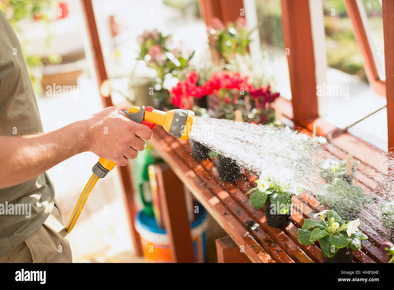 Uomo di innaffiamento di giardinaggio di piante in vaso con tubo spruzzatore in serra Foto Stock