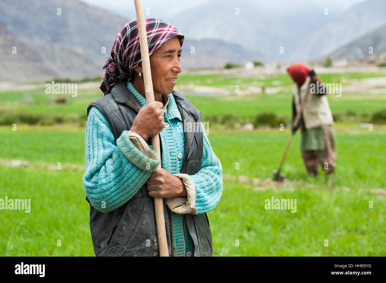 Le donne lavorano con strumenti di irrigazione anche per il flusso di acqua nel loro campo di grano, Ladakh, India Foto Stock