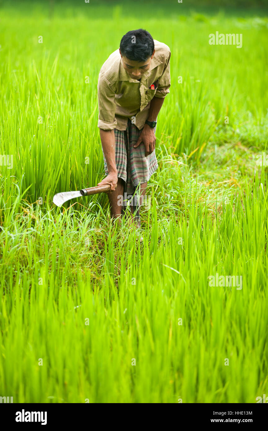 Un uomo sgombra erba da risaie, Chittagong Hill Tracts, Bangladesh Foto Stock