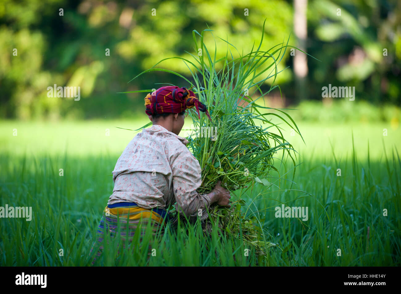 Una donna sgombra erba da risaie, Chittagong Hill Tracts, Bangladesh Foto Stock