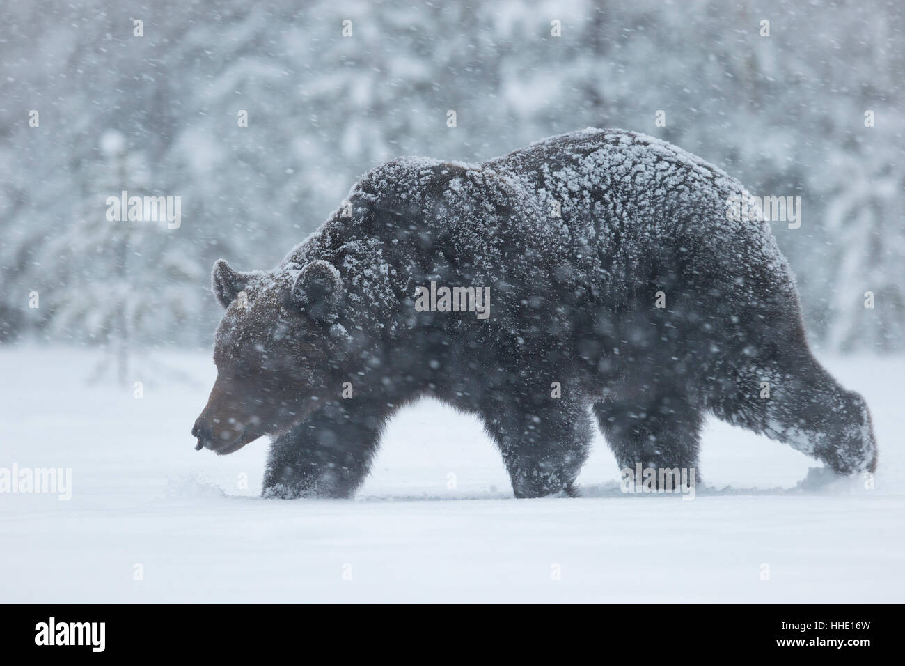 Unione orso bruno camminando in una bufera di neve, Finlandia Foto Stock