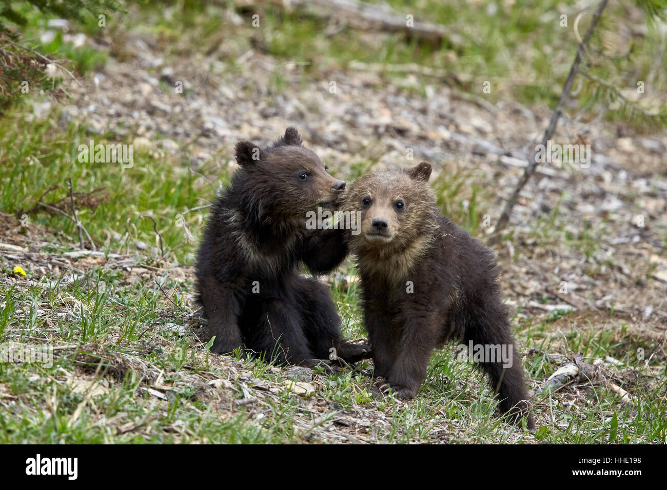 Due Orso grizzly (Ursus arctos horribilis) cubs dell'anno o la molla cubs giocando, il Parco Nazionale di Yellowstone, Wyoming USA Foto Stock