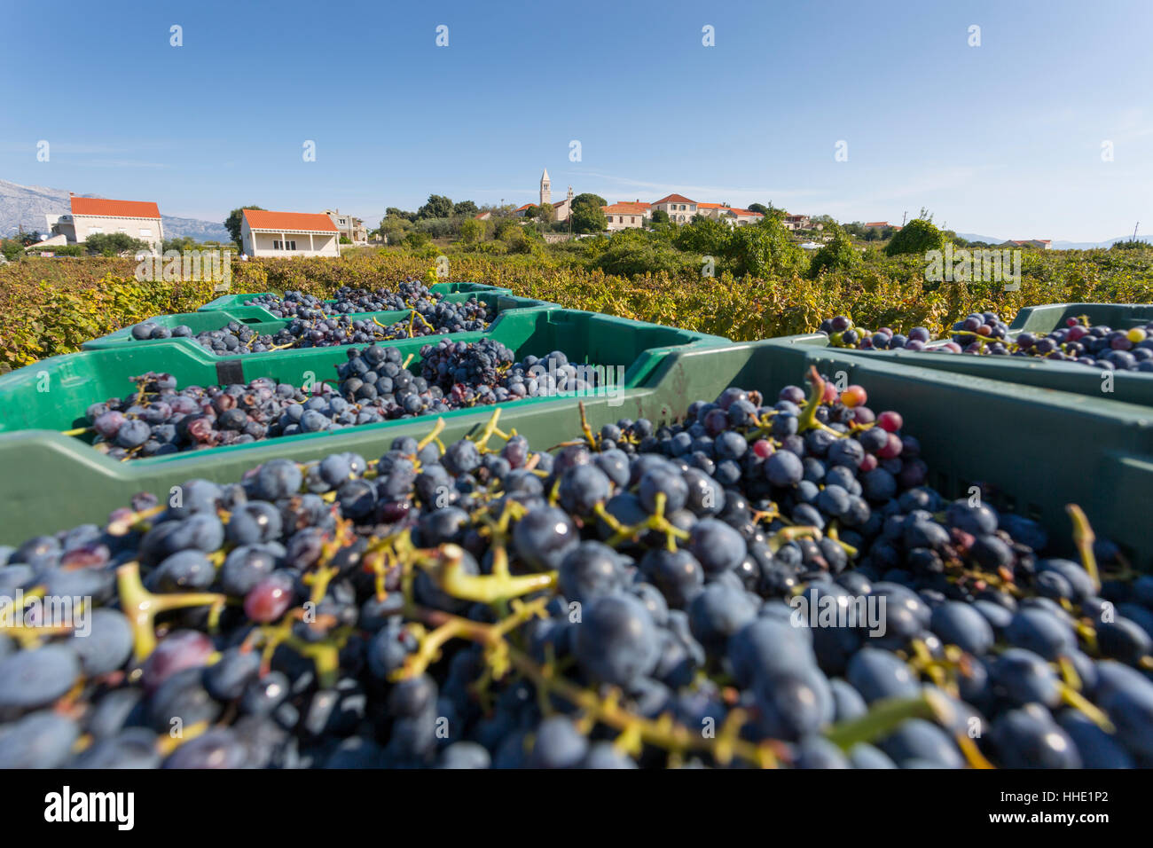 Raccolto di uve messe e il vigneto, Lumbarda Korcula, Dubrovnik-Neretva County, Dalmazia, Croazia Foto Stock