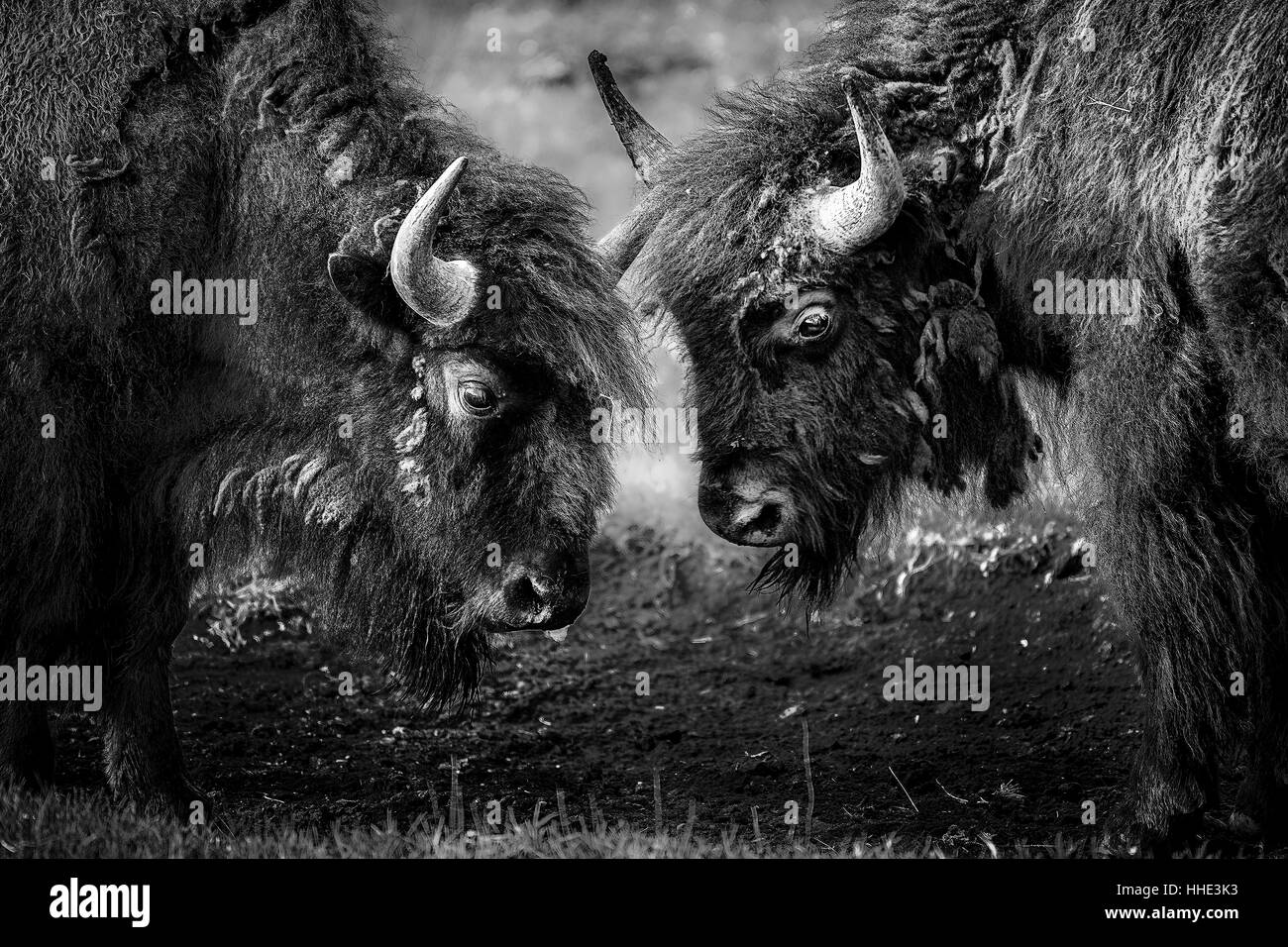 Due bisonti americani il testa a testa tra loro affacciate nel Parco Nazionale di Yellowstone. Foto Stock