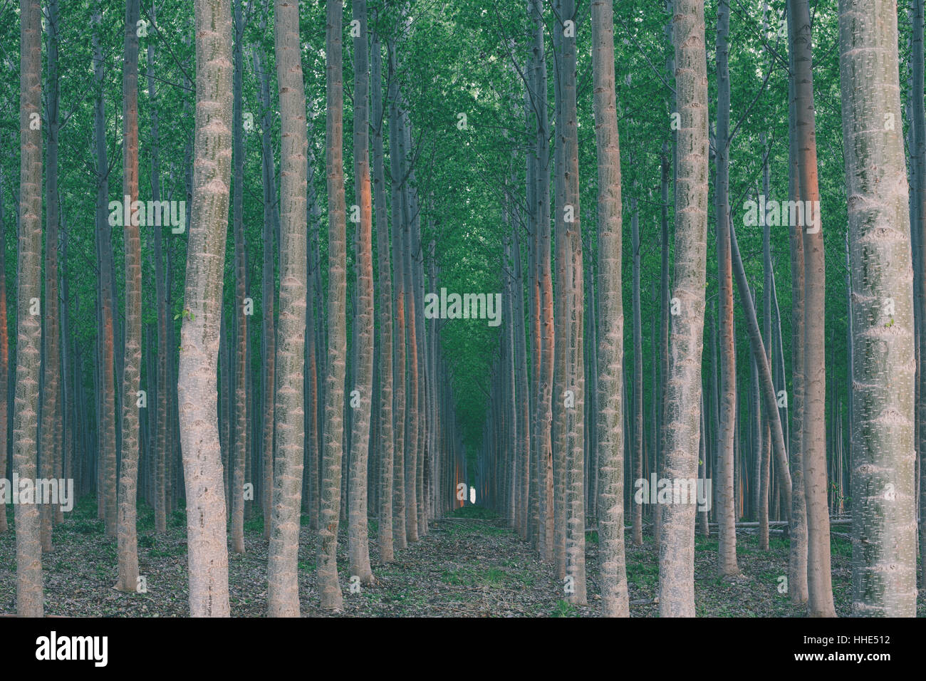Una piantagione di alberi di pioppo, un commerciale tree farm. Alti fusti diritti e verde vivace albero canopy. Foto Stock