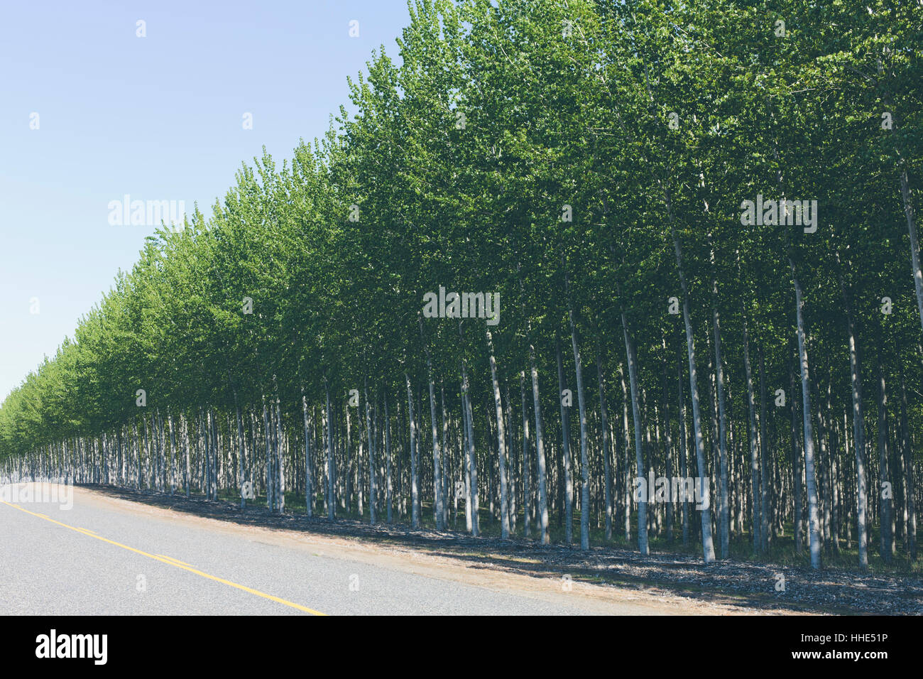 Una piantagione di alberi di pioppo, commerciale tree farm. Foto Stock