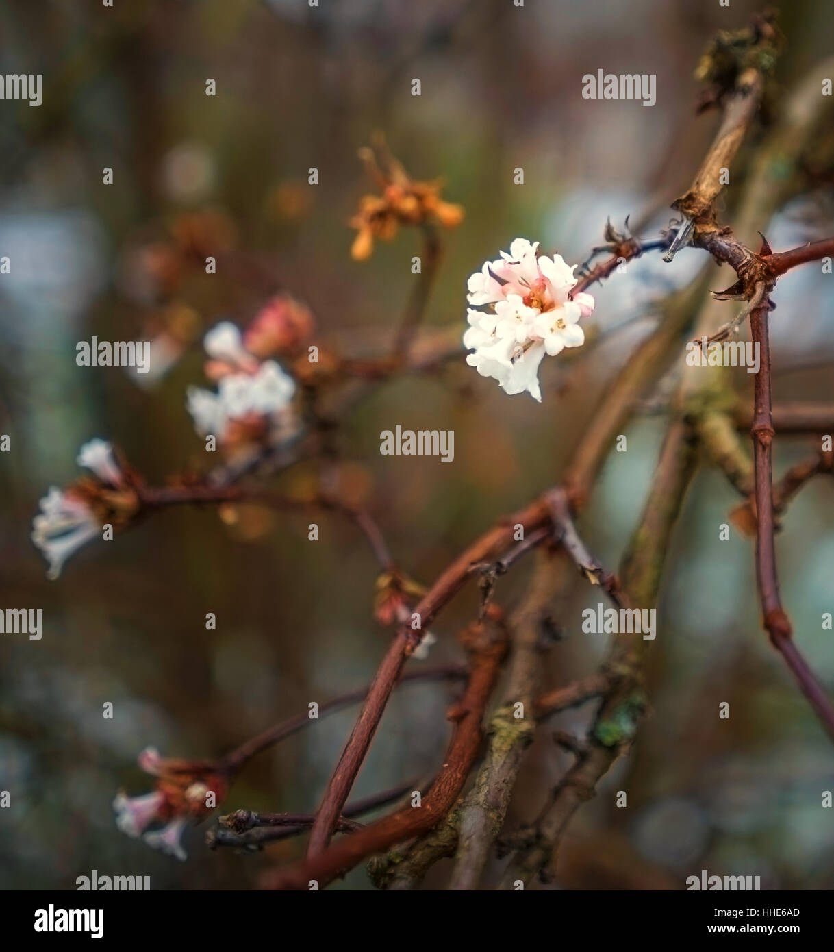 Caldo inverno blossoms closeup macro Foto Stock
