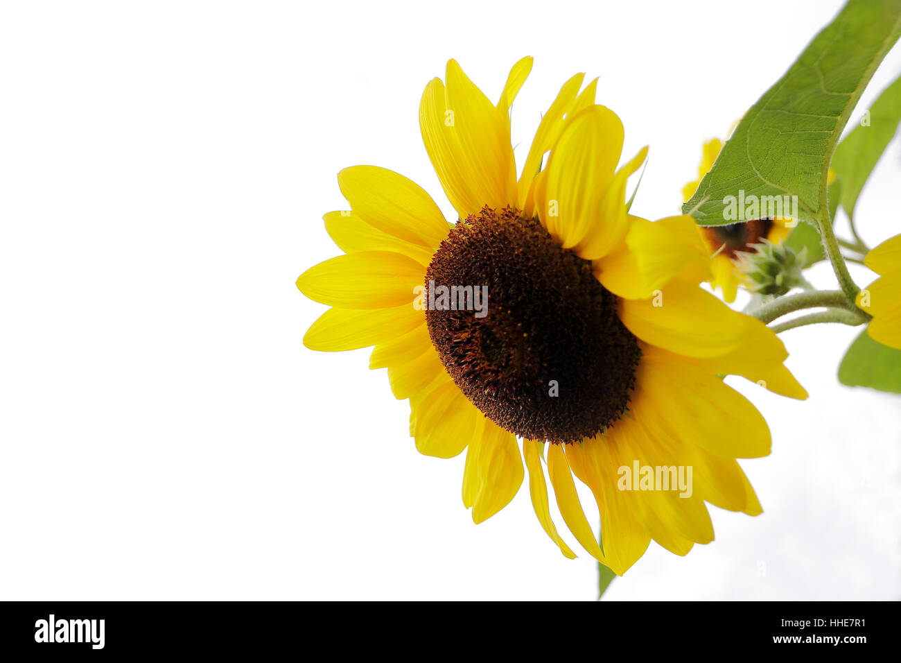 Flower, impianti, bloom, blossom, fiorire, fiorente, girasole, irradiare raggi, Foto Stock