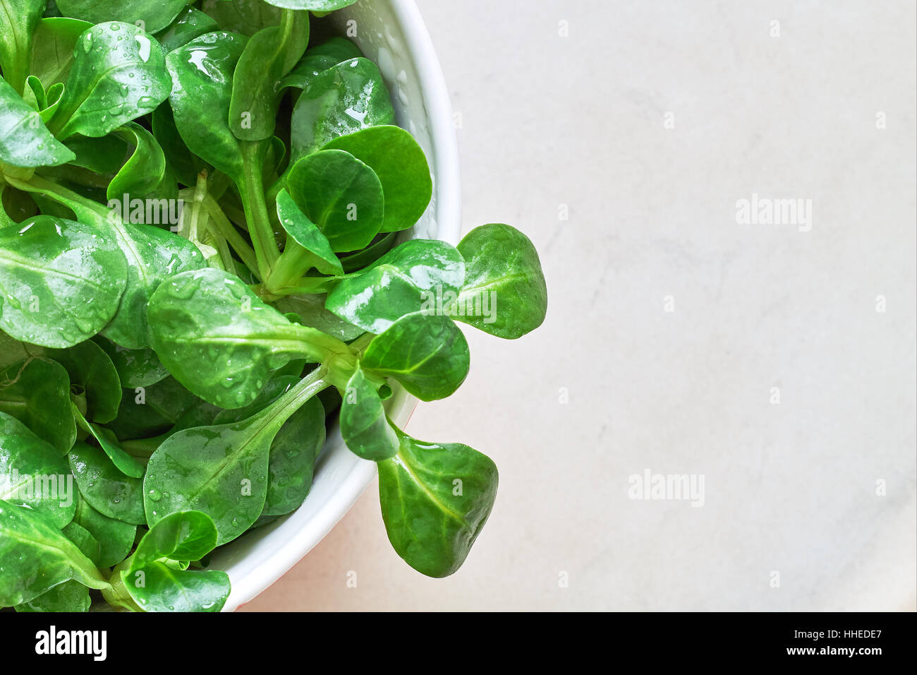 Insalata di mais pianta, la valeriana (Valerianella locusta). Vista da sopra con lo spazio di copia Foto Stock