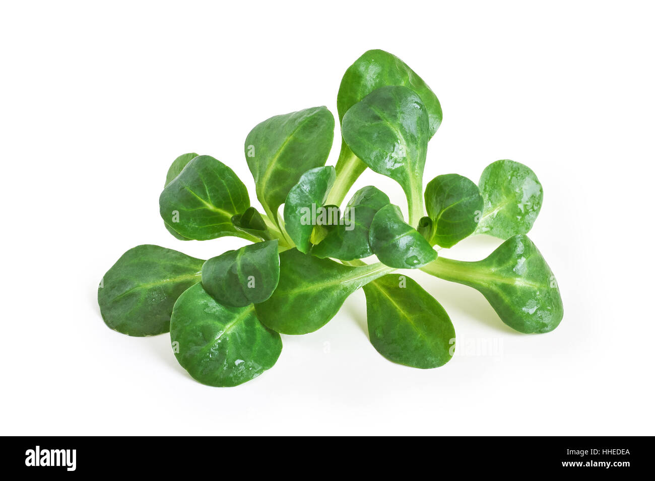 Insalata di mais pianta, la valeriana (Valerianella locusta), isolati su sfondo bianco Foto Stock