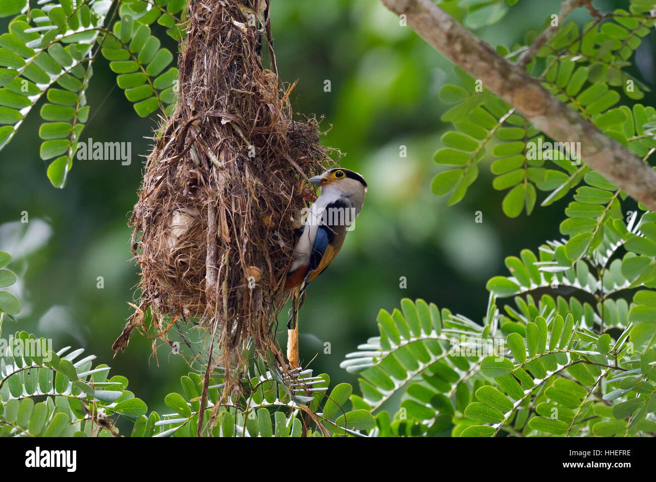 Argento-breasted broadbill (Serilophus lunatus) sul nido, Kaeng Krachan National Park, Phetchaburi, Thailandia Foto Stock