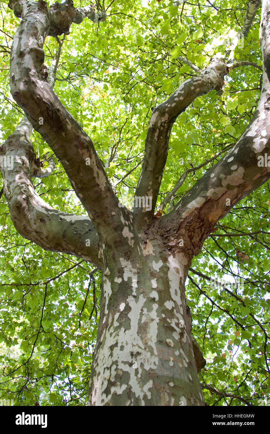 Sicomoro, albero piano (Platanus) Foto Stock