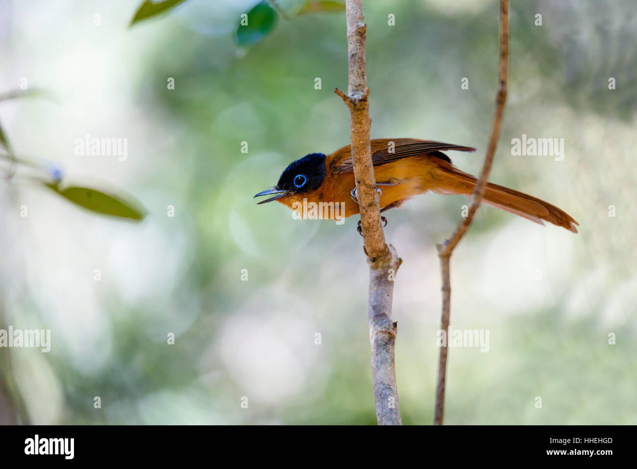 Una piccola e splendida colorato uccello del Madagascar, a Paradise Flycatcher, (Terpsiphone mutata). Ankarafantsika Parco nazionale del Madagascar la fauna selvatica e la natura selvaggia Foto Stock