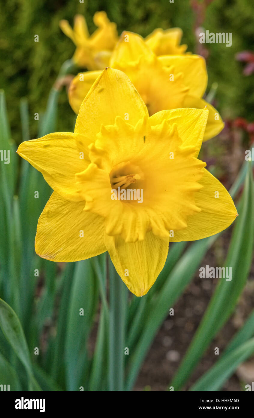 Blooming daffodil giallo con sfondo sfocato Foto Stock