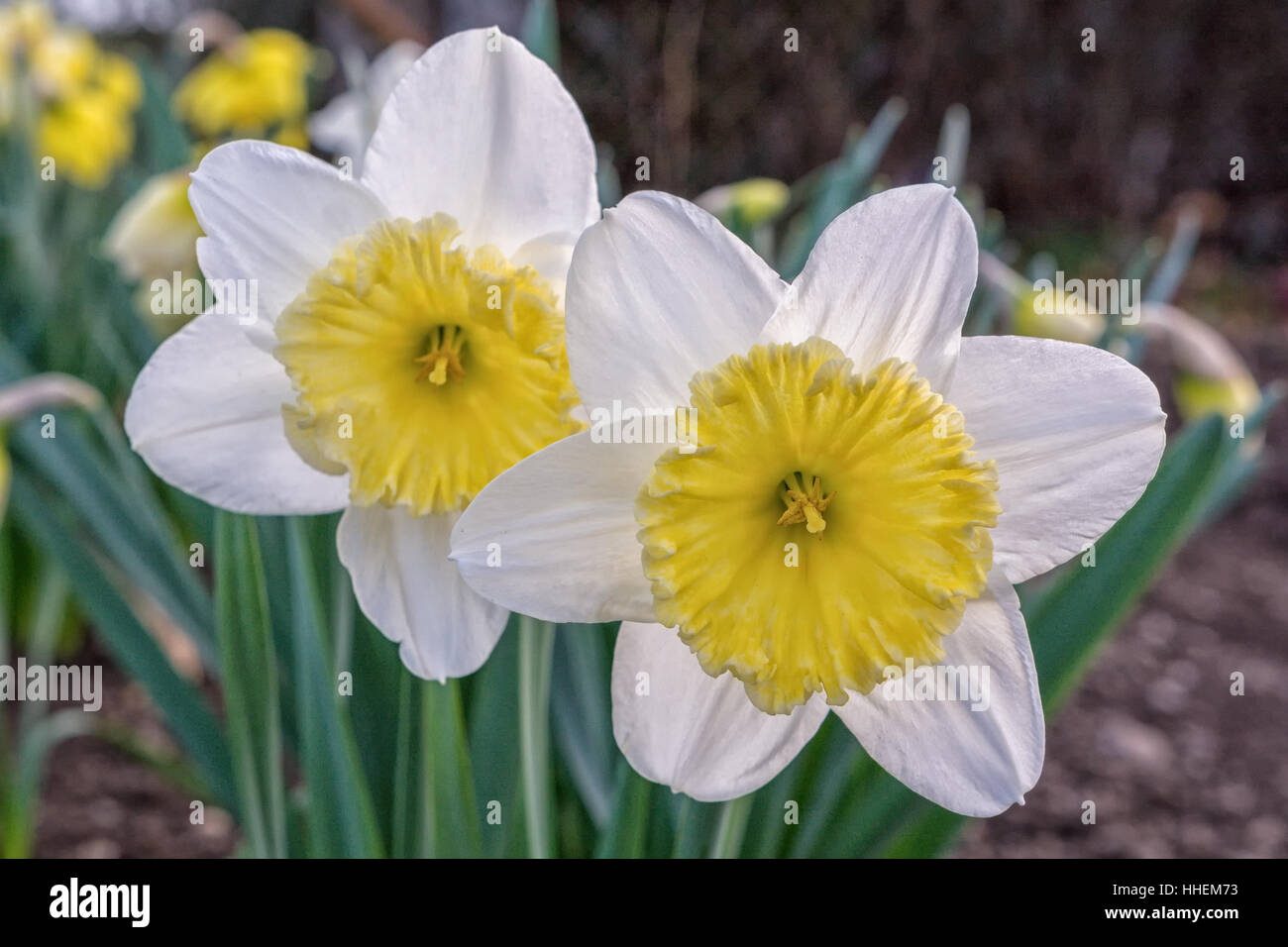 Fiore bianco giallo daffodil con lo sfondo sfocato Foto Stock