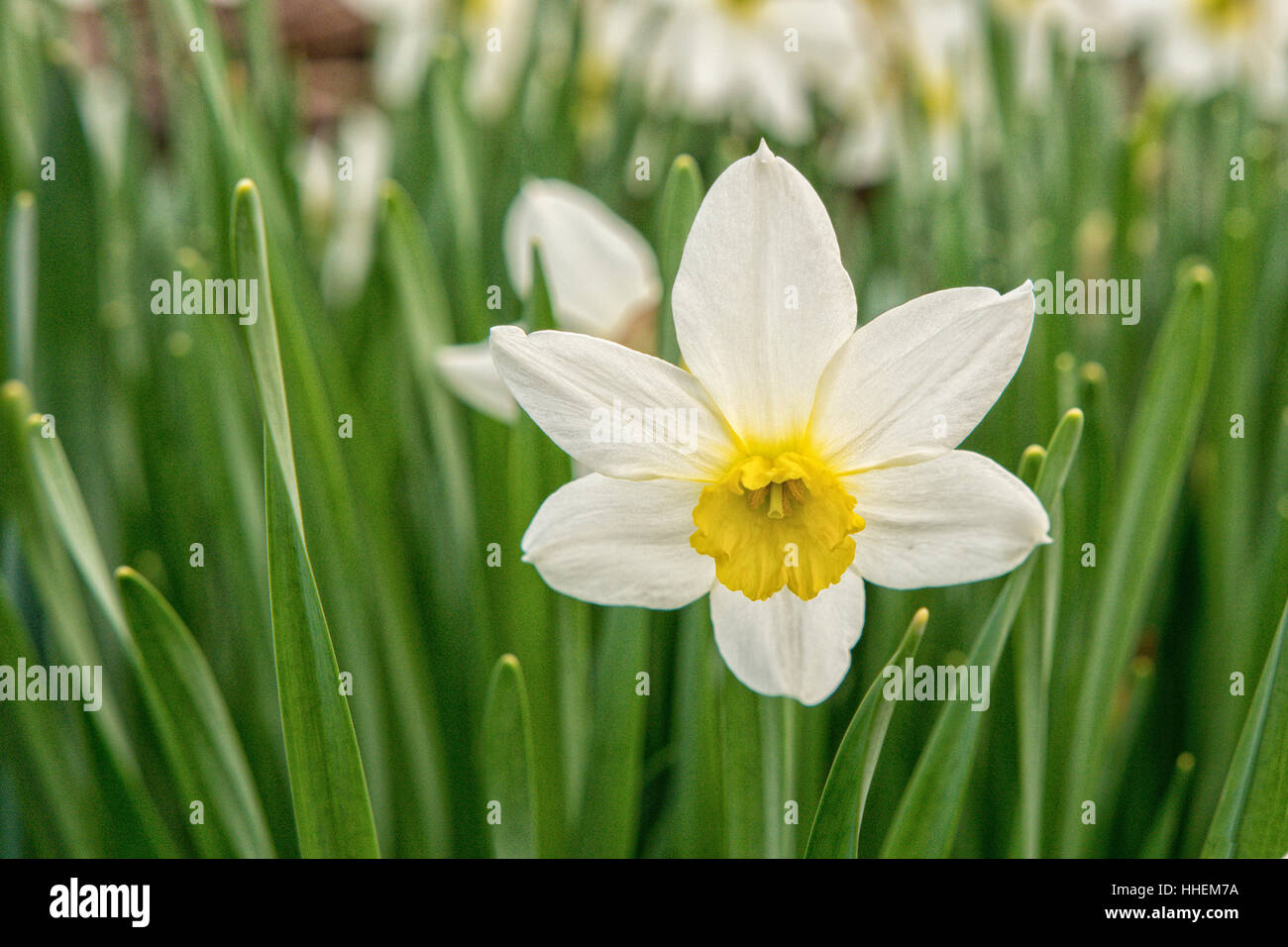 Fiore bianco giallo daffodil con lo sfondo sfocato Foto Stock