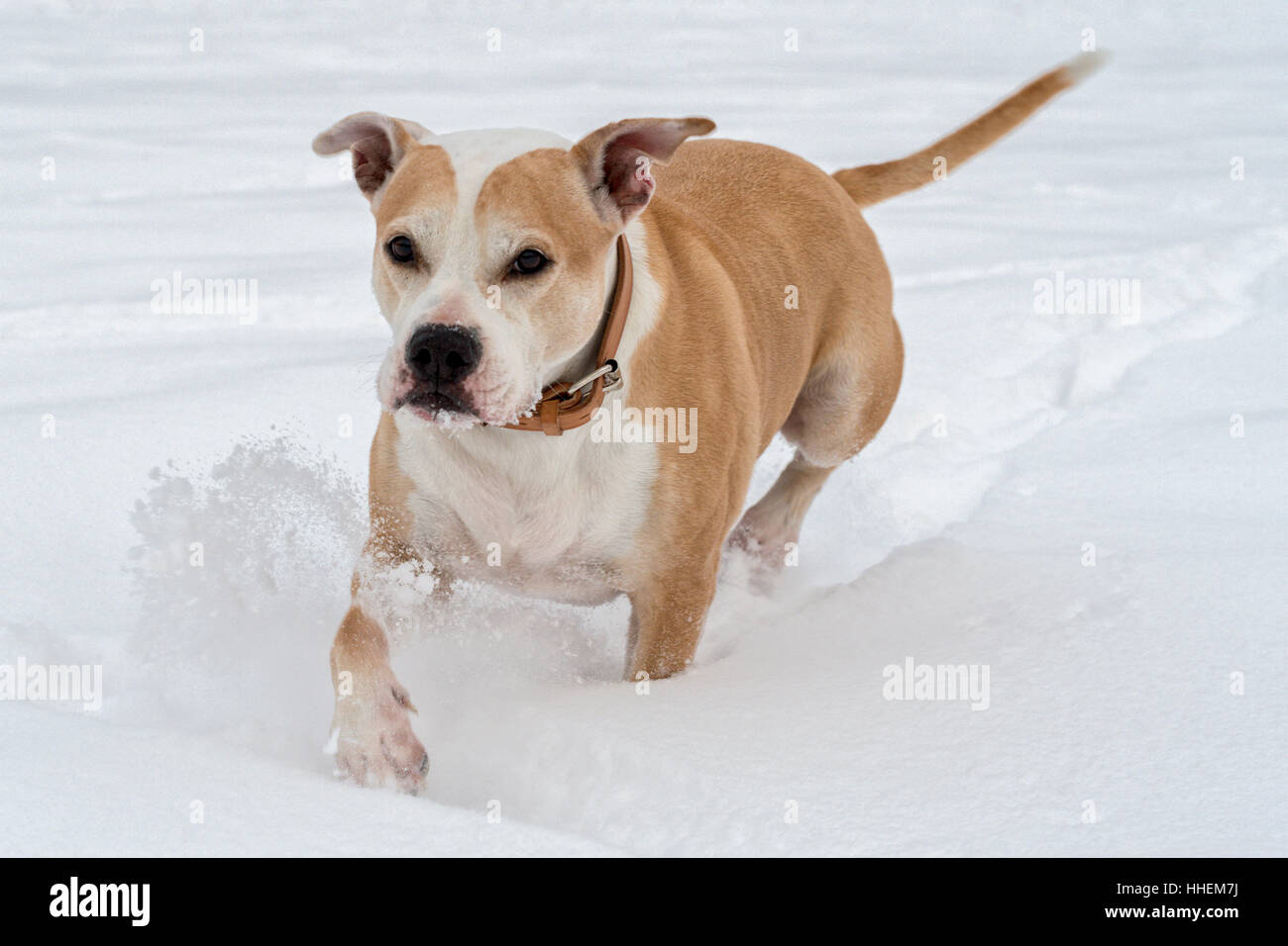 Esecuzione di staffordshire bull terrier in una neve Foto Stock