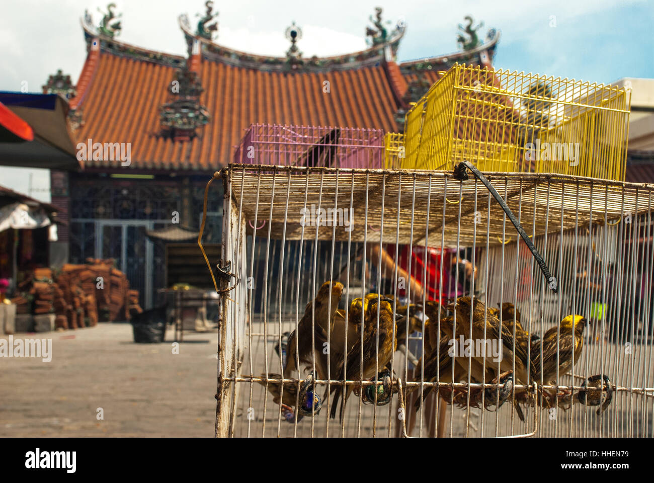 Uccelli giallo nella parte anteriore di un tempio cinese a Penang Foto Stock