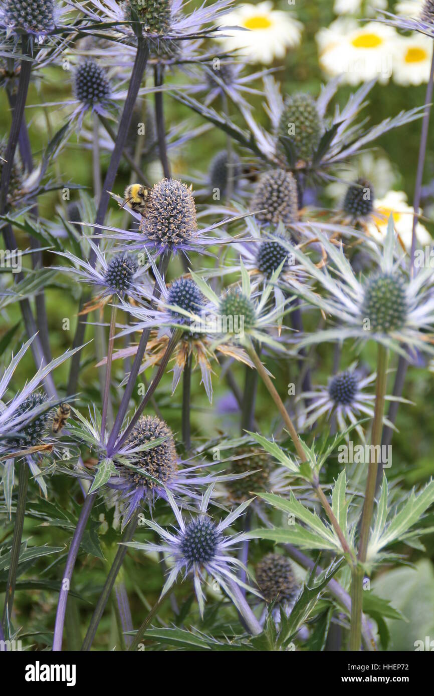 Blu, giardino, letto, cardo, Scozia, cardi, giardini, blu, natura Foto Stock