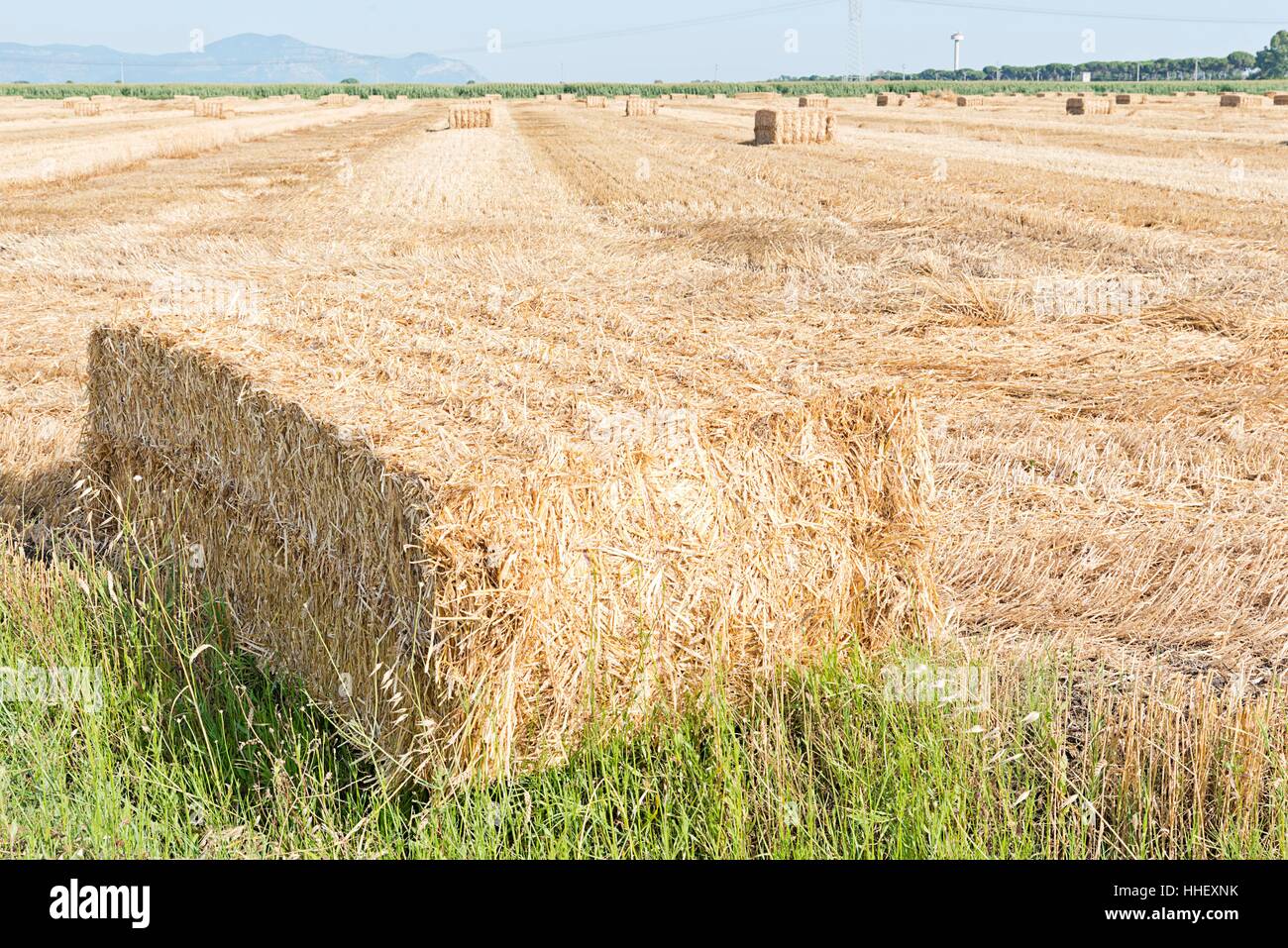 Agricoltura, allevamento, campo di grano, campi, fieno e cereali, alimenti, aliment, foraggi, Foto Stock