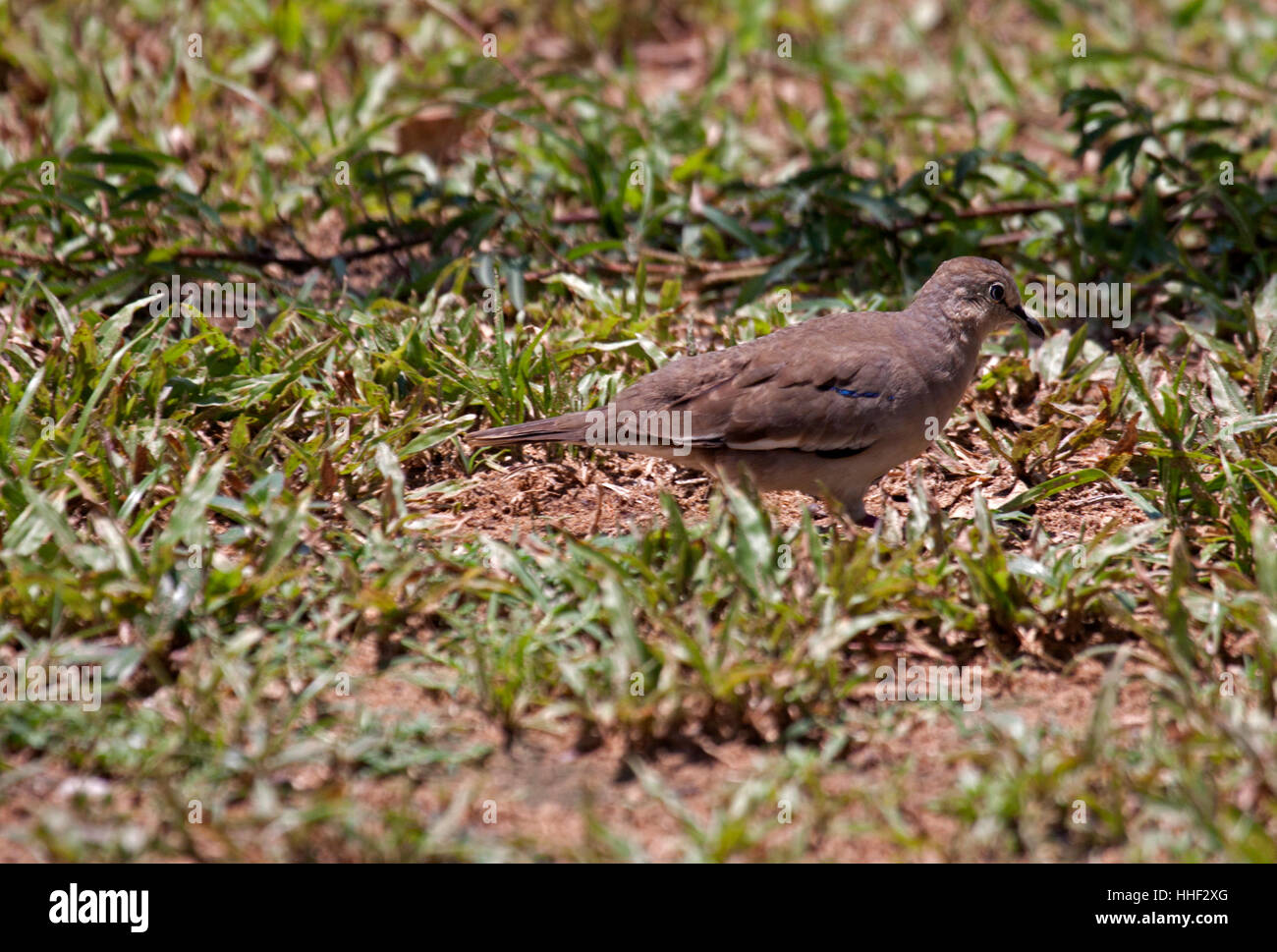 Massa Picui colomba rovistando sul terreno in Brasile Foto Stock