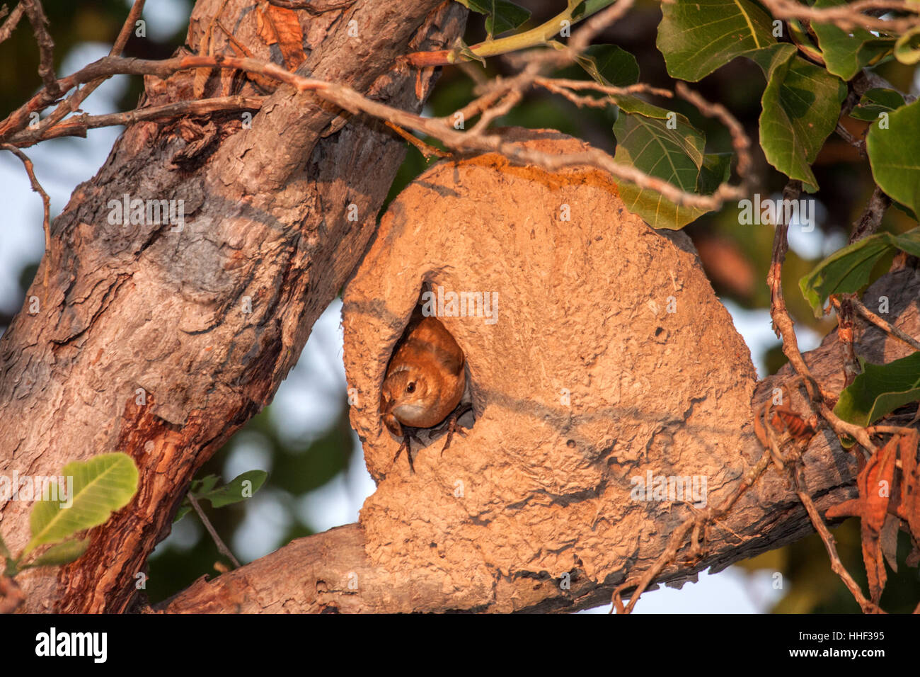 Rufous hornero alla sua notevole nido di argilla in Brasile Foto Stock
