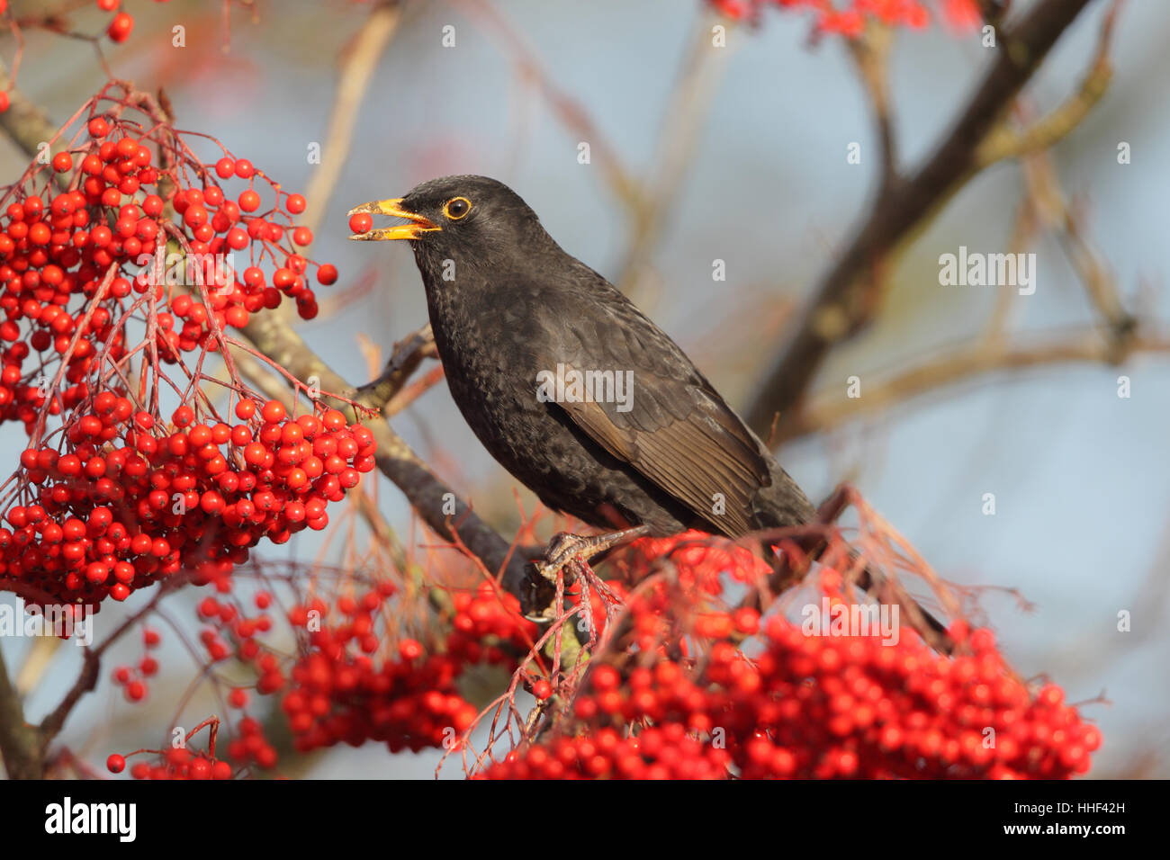 Eurasian Blackbird (Turdus merula) - capretti di alimentazione maschio su bacche rosse in inverno Foto Stock