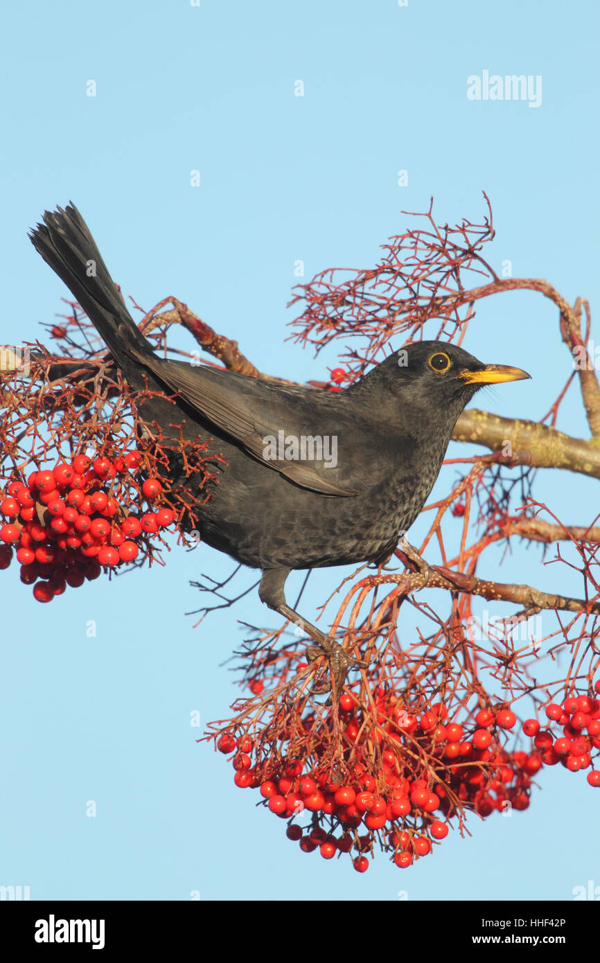 Eurasian Blackbird (Turdus merula) - capretti di alimentazione maschio su bacche rosse in inverno Foto Stock