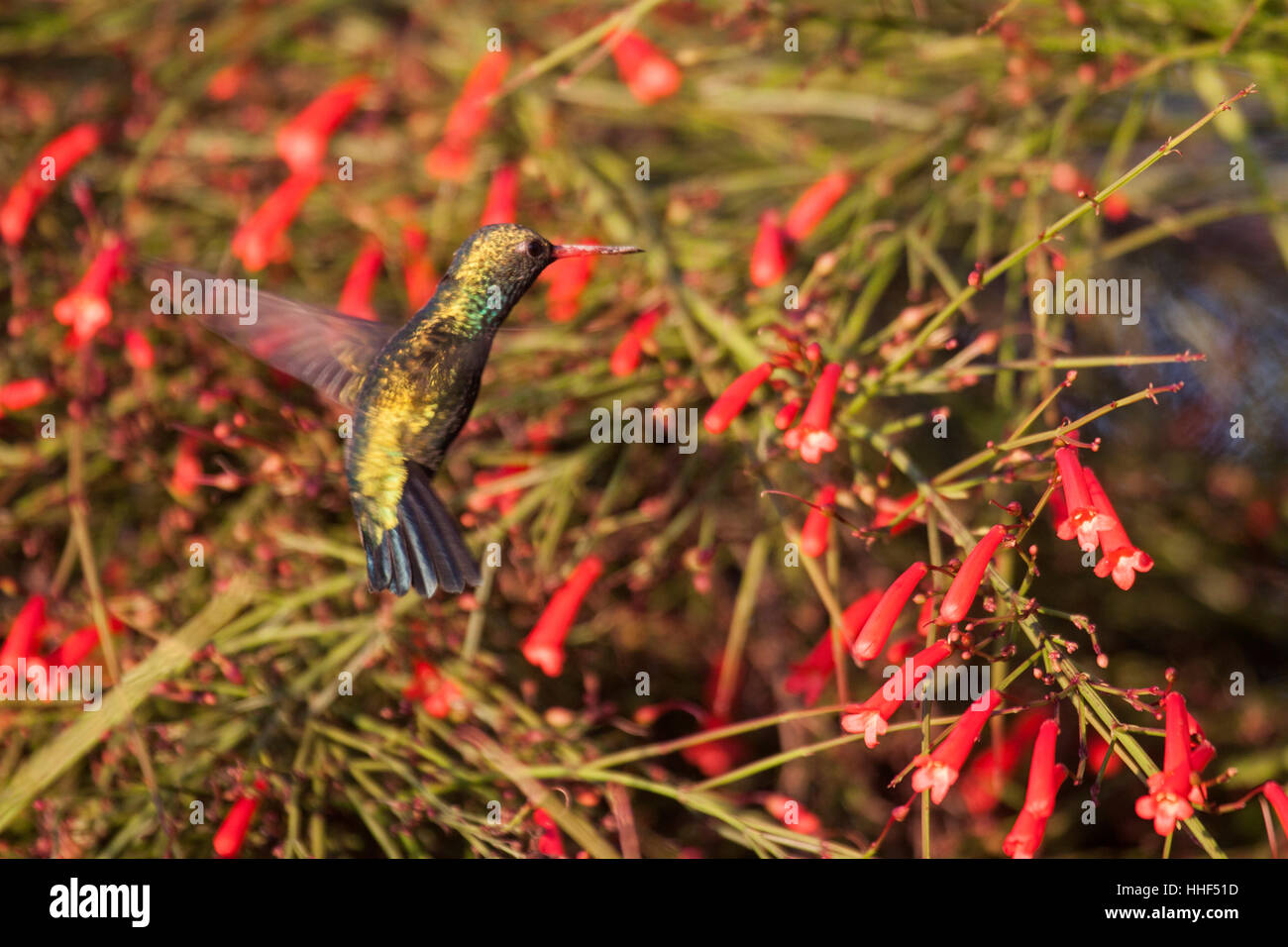 Versicolored emerald hummingbird alimentazione a fiorisce in Brasile Foto Stock