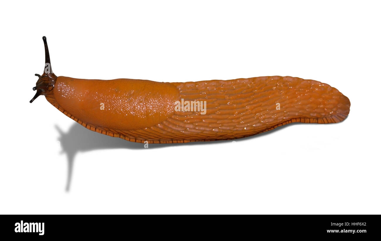 Agile slug arancione isolato su bianco con ombra Foto Stock