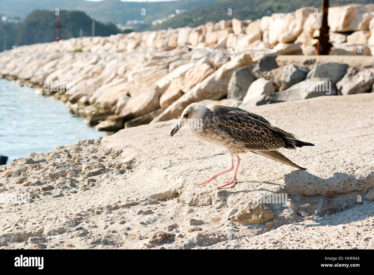 Uccello, seagull, di gabbiano, brilla, brilla, luminoso, Lucent, luce, serena e luminosa Foto Stock