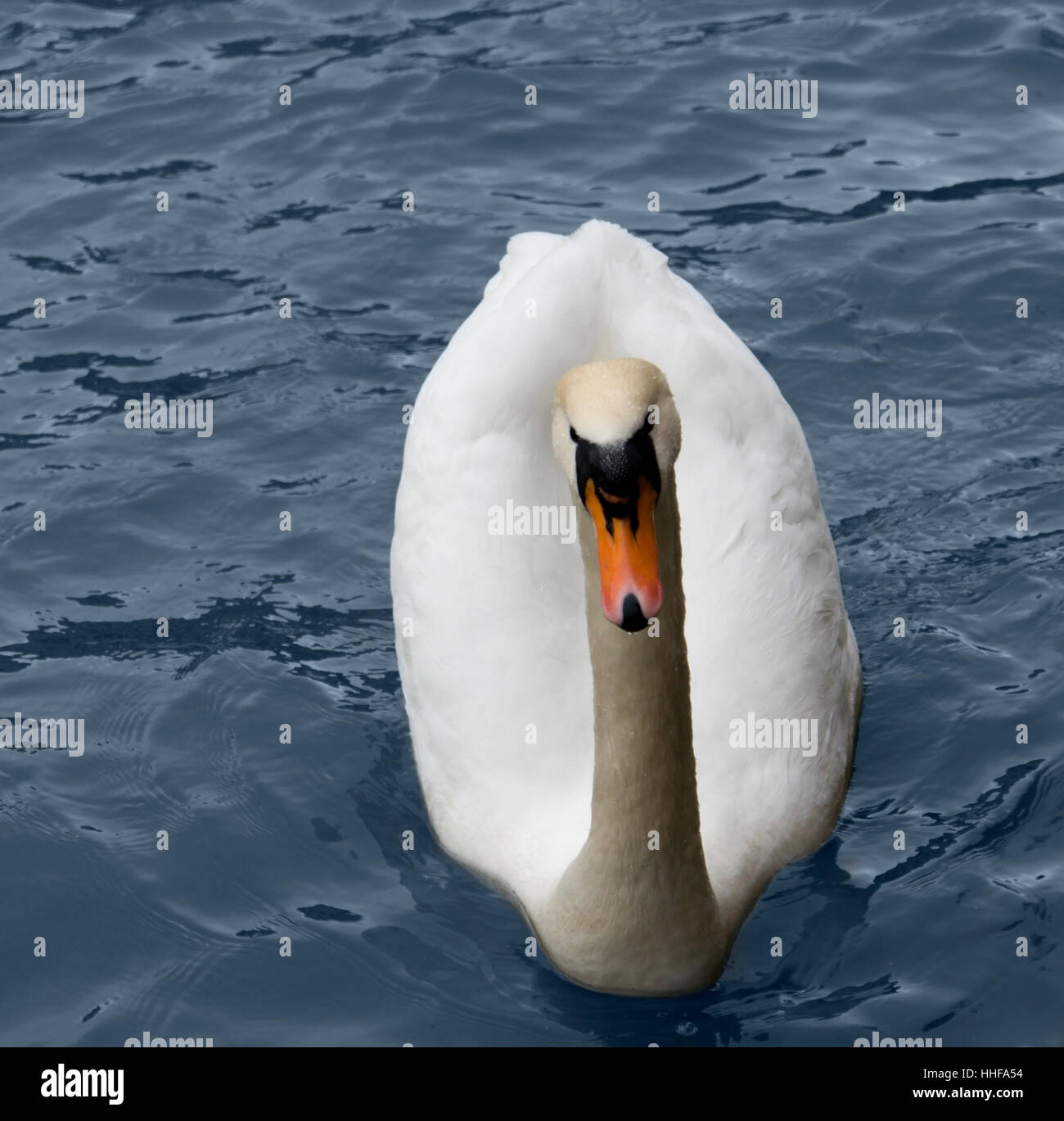 Il White Swan in acqua blu Foto Stock