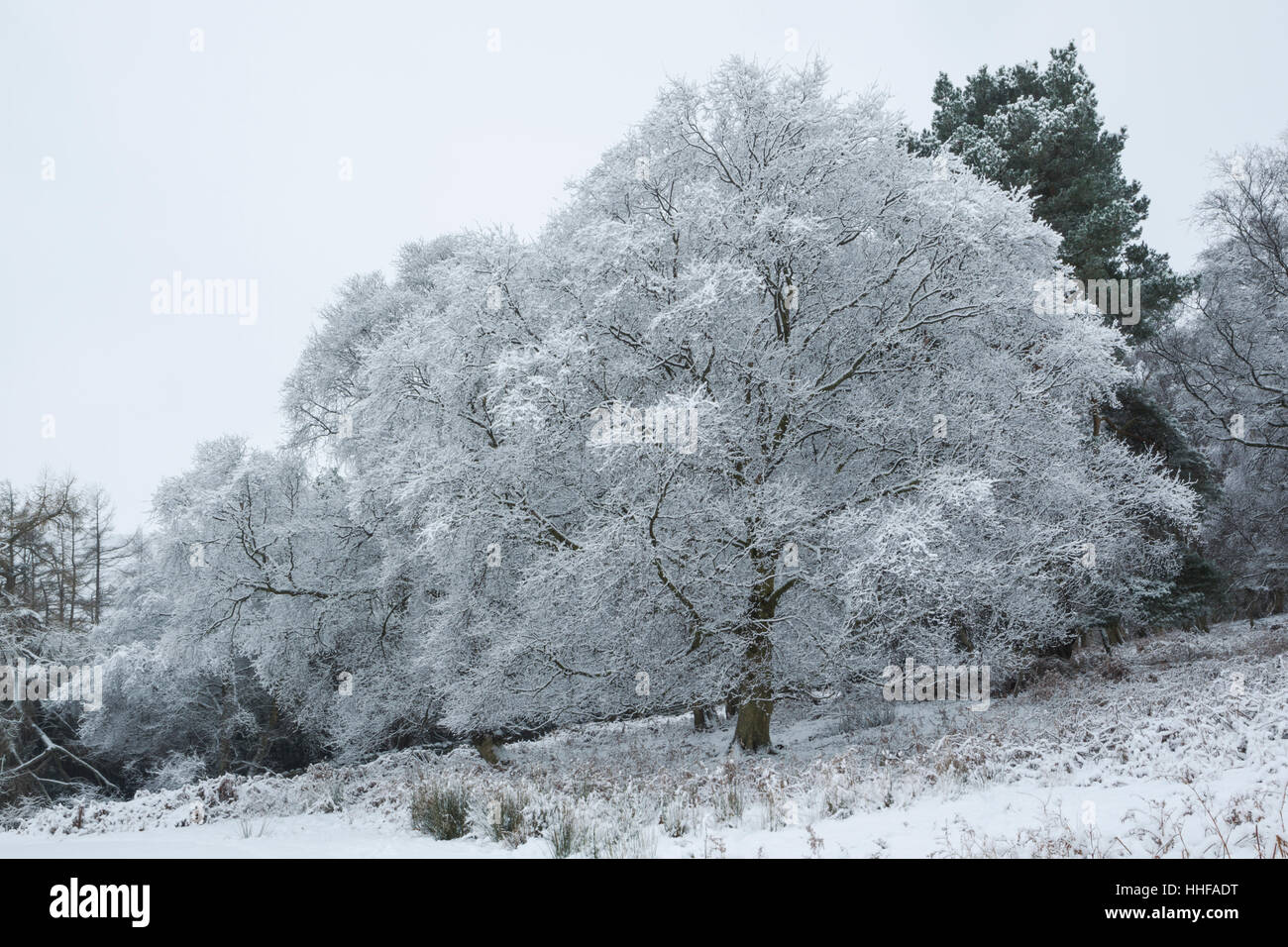 Platano e altri alberi su un inverno nevoso giorno con rami coperti di neve in Esk Dale in North York Moors National Park Foto Stock