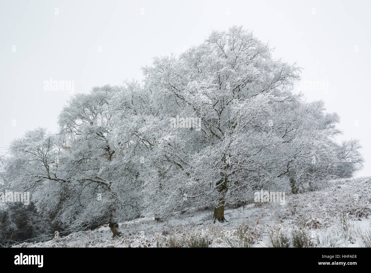 Platano e altri alberi su un inverno nevoso giorno con rami coperti di neve in Esk Dale in North York Moors National Park Foto Stock