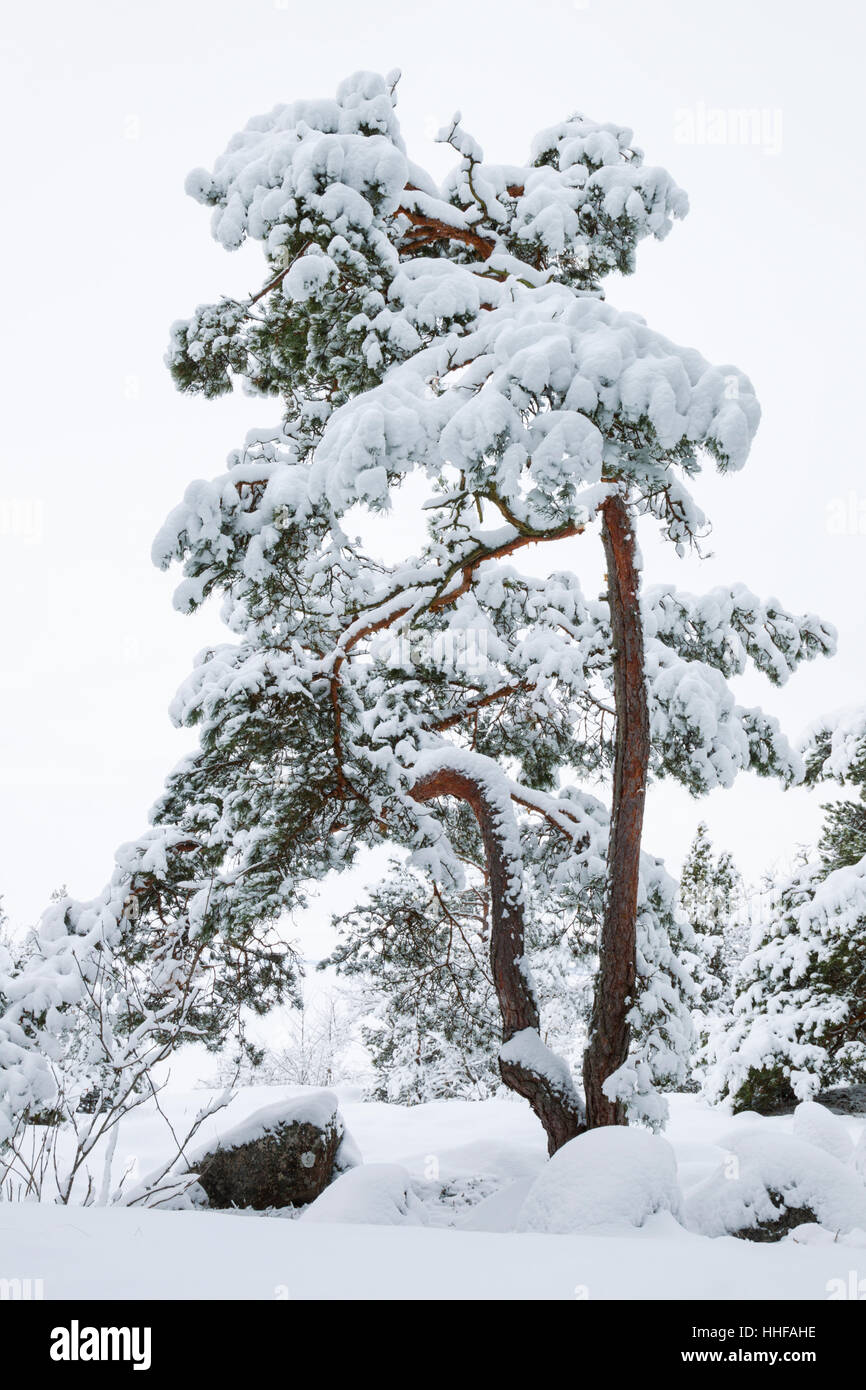 Pino coperto di neve durante l'inverno in Svezia Foto Stock