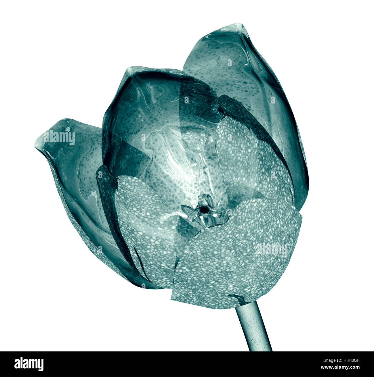 Fiore isolato su bianco , il tulip 3d illustrazione Foto Stock