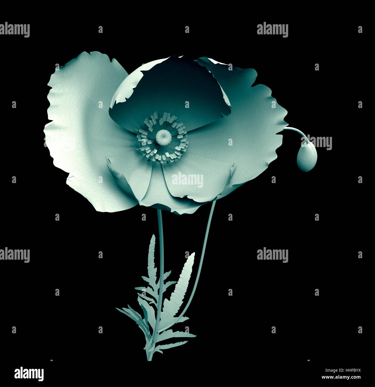 Fiore isolato su bianco , il papavero papaver 3d illustrazione Foto Stock