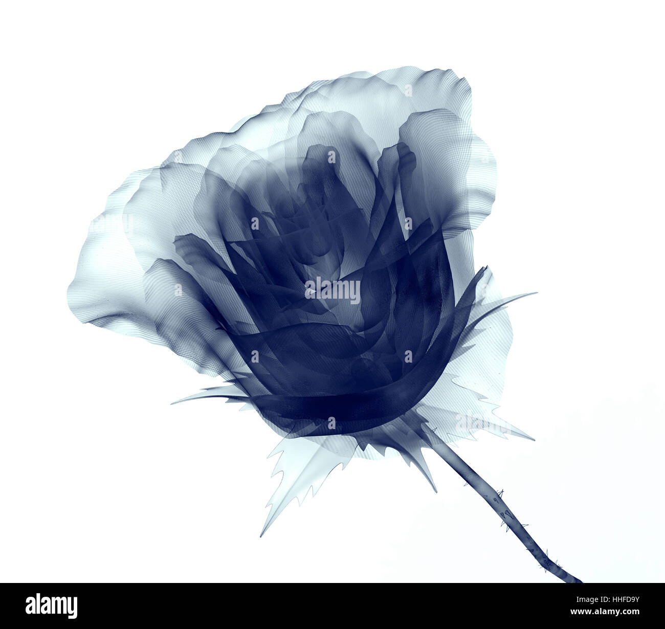 Immagine a raggi x di un fiore isolato su bianco , la rosa 3d illustrazione Foto Stock