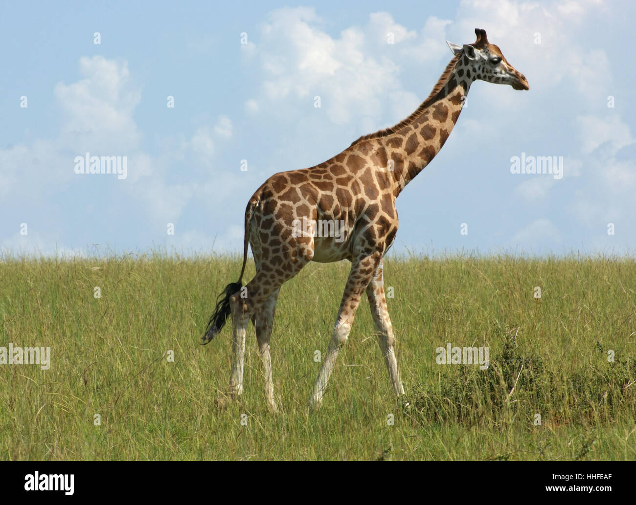 Africa, giraffe, Uganda, bella beauteously, Nizza, animale mammifero, Africa Foto Stock