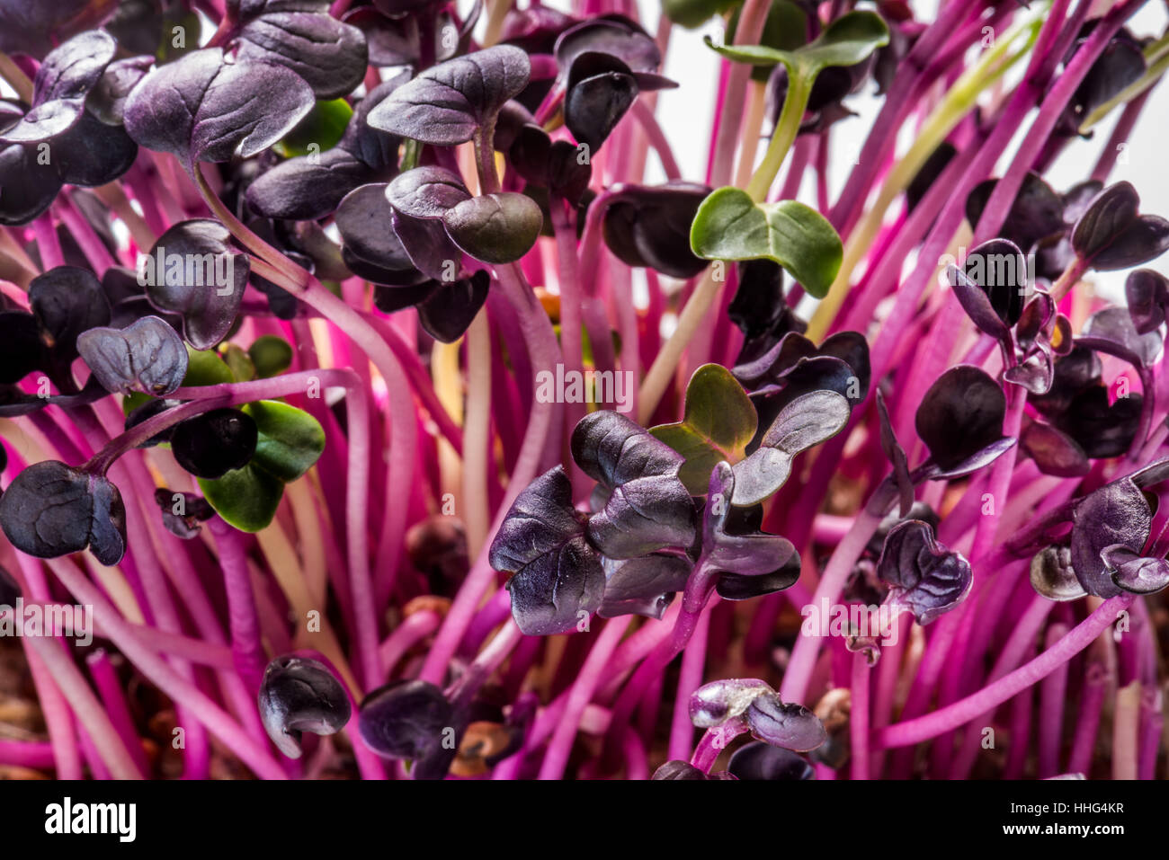 I germogli di ravanello rosso insalata di fitness salute Foto Stock