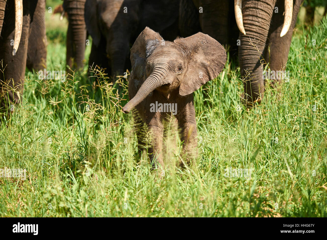 Schizzi di fango elephant baby mostra off sotto la protezione della mandria Foto Stock