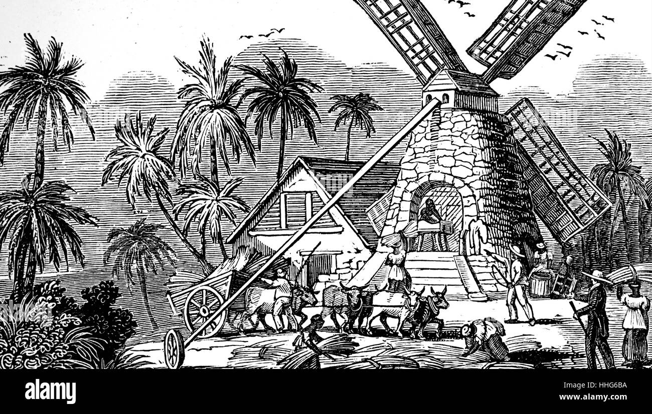 Lavoro schiavo per il karting di canna da zucchero al mulino dove è stato frantumato e quindi centrifugare espresso. 1833. Foto Stock