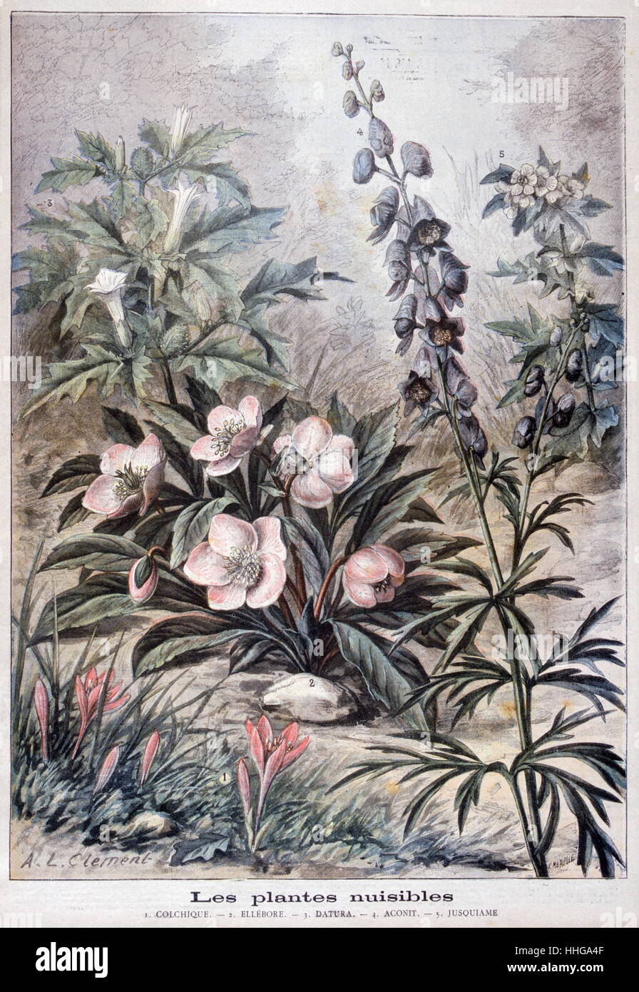 Illustrazione raffigurante nocivi o piante velenose. 1897 Foto Stock